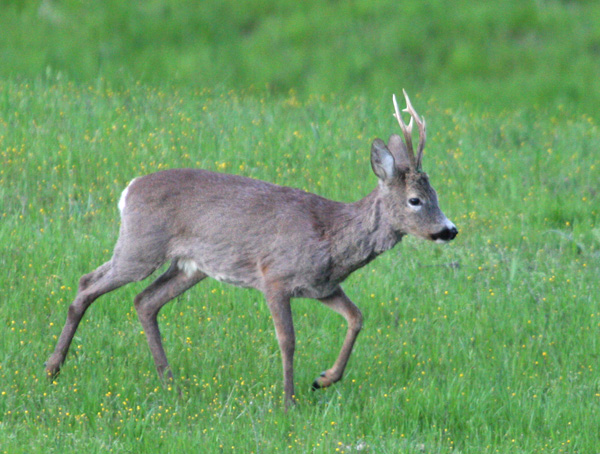 Il Capriolo